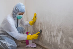 Mold Remediation Cost