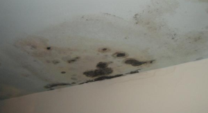 Mold Growth on ceiling